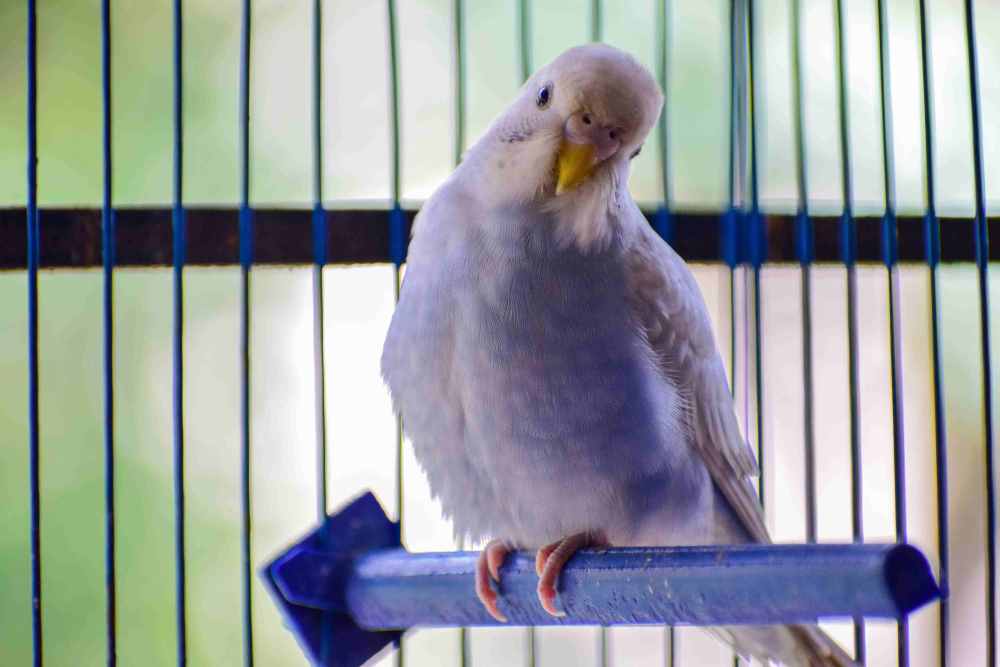 Creating the best spacious bird aviary