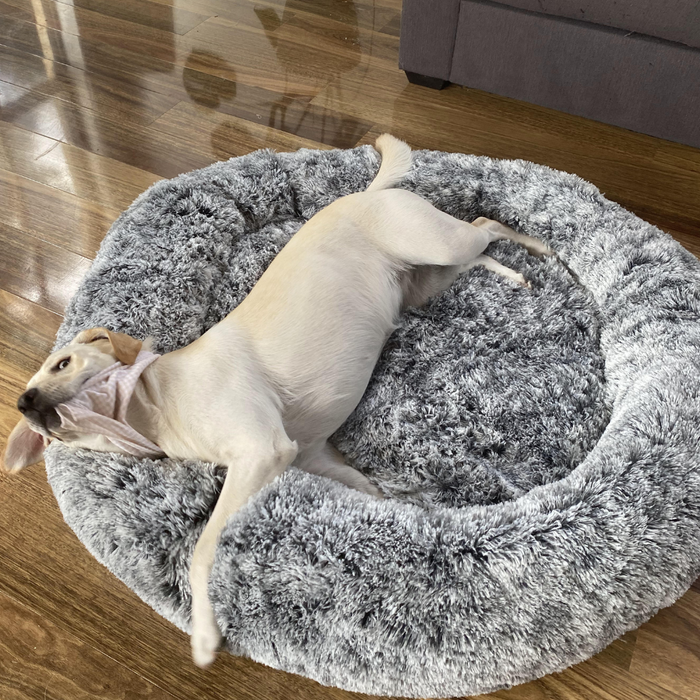 Choosing the Perfect Dog Bed: Which One Suits Your Pooch Best?