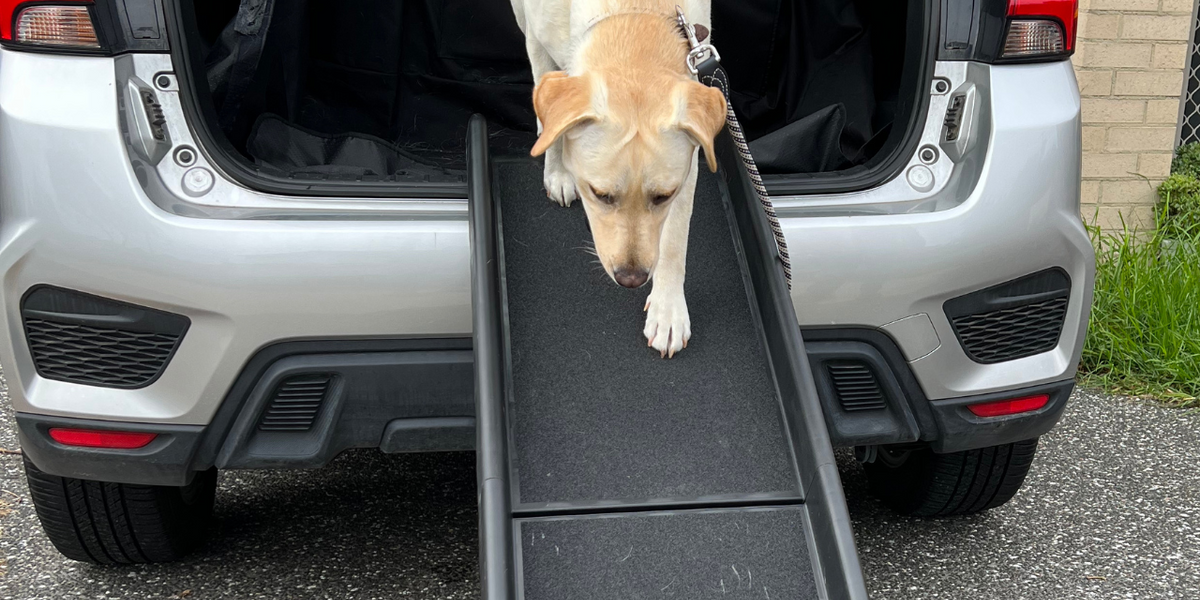 Elevating Your Pet's World: The Magic of Pet Steps and Pet Ramps ...