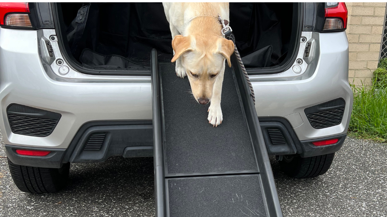 Elevating Your Pet's World: The Magic of Pet Steps and Pet Ramps