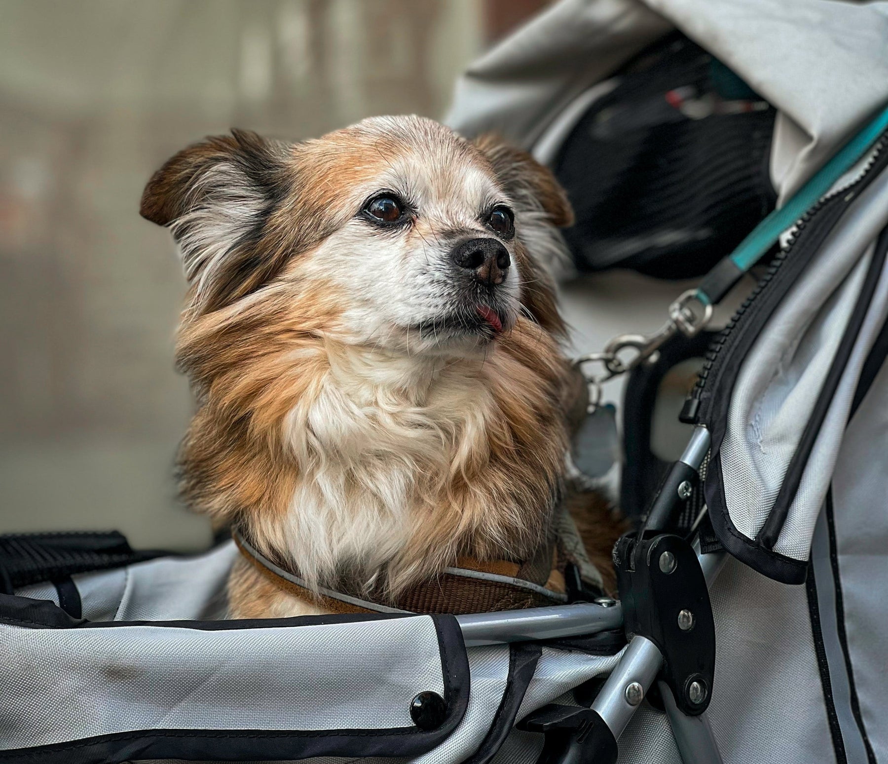 Convenient and Stylish: Strollers and Prams for Pets