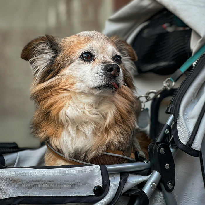 Convenient and Stylish: Strollers and Prams for Pets