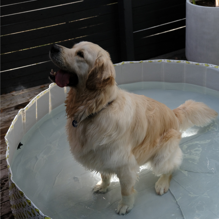 Portable Premium Pet Swimming Pool