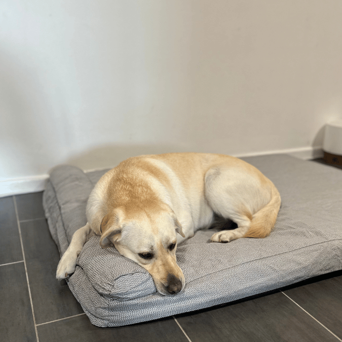 Waterproof Premium Heavy Duty Memory Foam Pet Bed