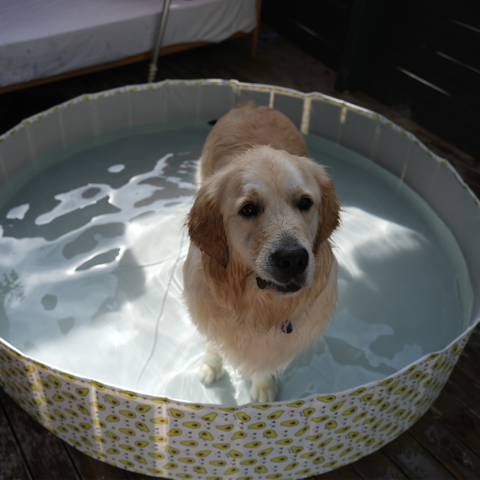 Portable Premium Pet Swimming Pool