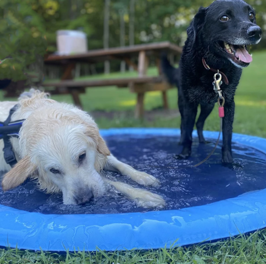 Pet Sprinkler