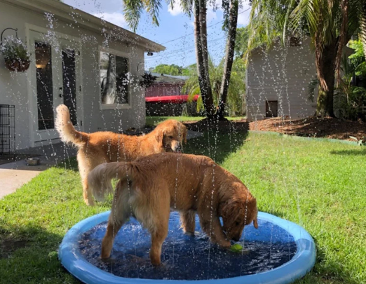 Pet Sprinkler