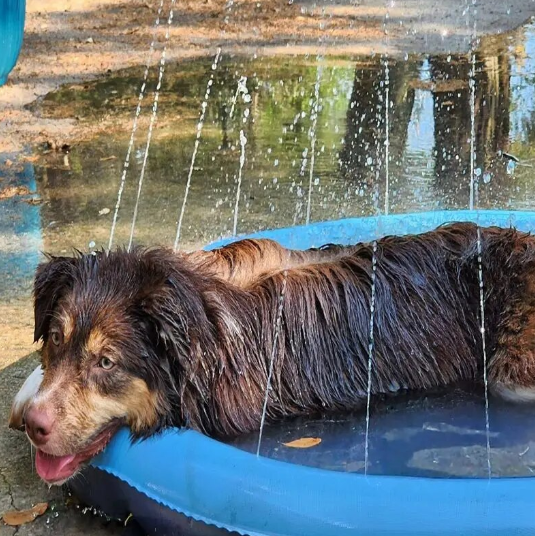 Pet Sprinkler