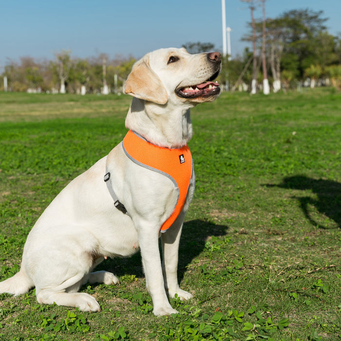 Adjustable Pet Harness