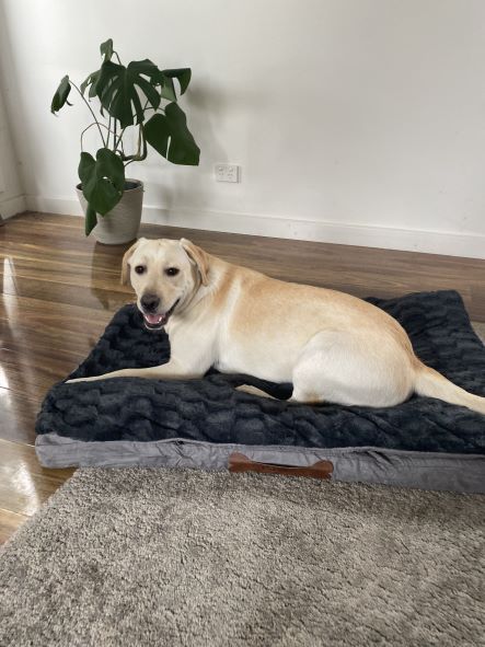 Pawz Dog Memory Foam Mattress - petpawz.com.au