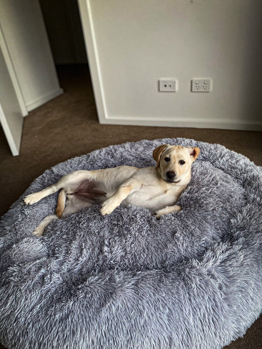 Pawz Non-Removable Calming Pet Bed - petpawz.com.au